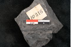 Foto (Detailansicht) von Thinnfeldia gracilis Ettingshausen (NHMW-GEO-2024-0188-10316)